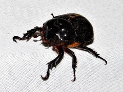 Cyphonistes vallatus