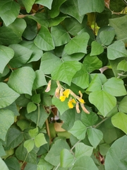 Rhynchosia caribaea