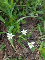 Ornithogalum montanum