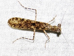 Tarachodes