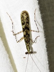 Tarachodes