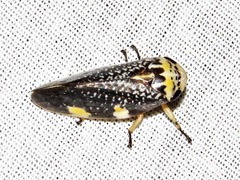 Ptyelus grossus