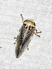 Ptyelus grossus