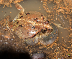 Physalaemus kroyeri