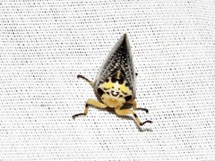 Ptyelus grossus
