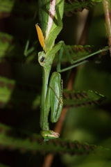 Stagmomantis nahua