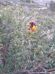 Adenocarpus hispanicus