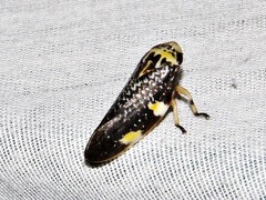 Ptyelus grossus