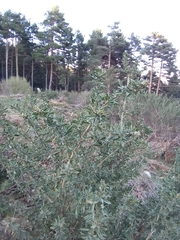 Adenocarpus hispanicus