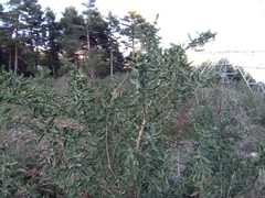 Adenocarpus hispanicus