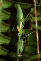 Stagmomantis nahua
