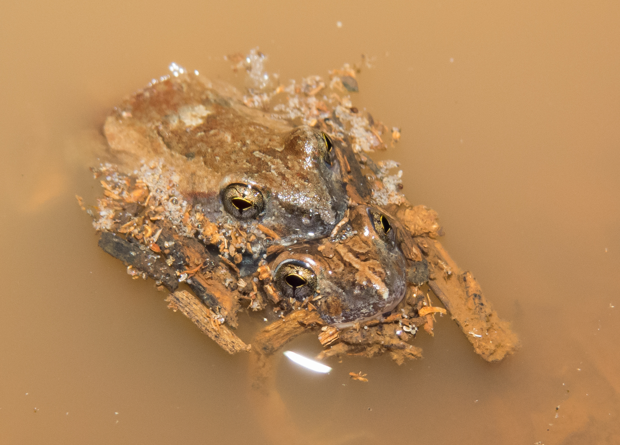 MARTE フミエタナカ フミカウチダ　エリコカトリ Maracas Dwarf Frog (Physalaemus cicada) · iNaturalist