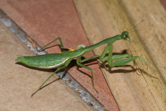Stagmomantis nahua