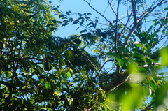 Xenotriccus mexicanus