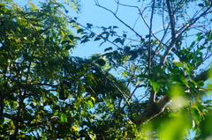 Xenotriccus mexicanus