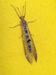 Megistopus flavicornis