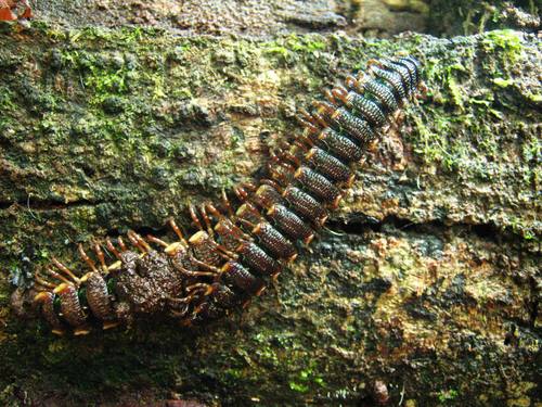 Amplinus bitumidus