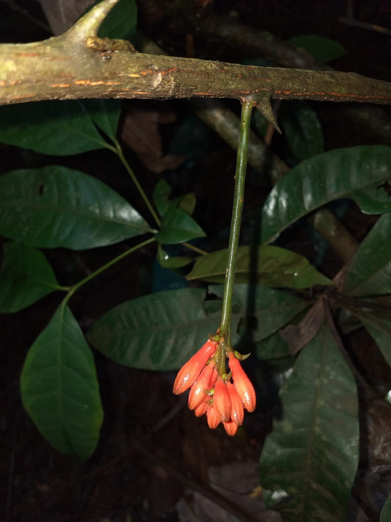 Passiflora spinosa