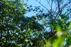 Xenotriccus mexicanus