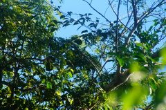 Xenotriccus mexicanus