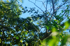 Xenotriccus mexicanus