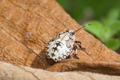 Apateticus lineolatus