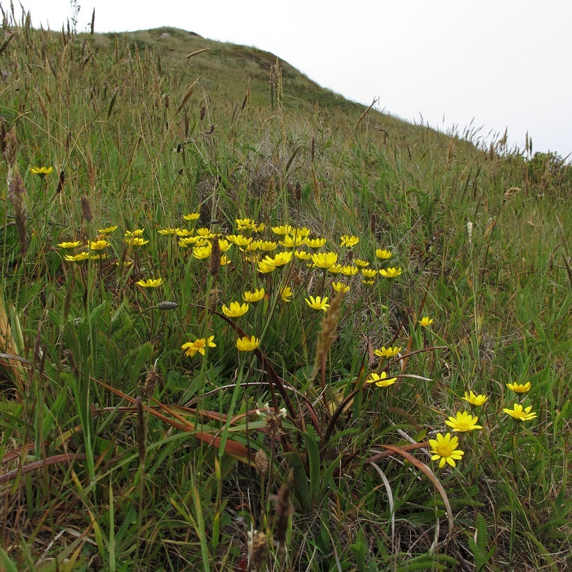 Lasthenia californica ssp. bakeri