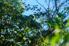 Xenotriccus mexicanus