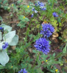 Gilia capitata pacifica