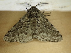Lycia ursaria