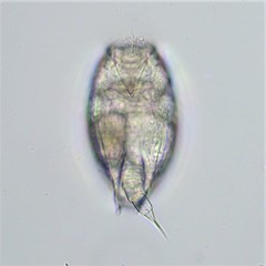 Colurella uncinata