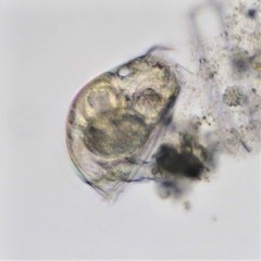 Colurella uncinata