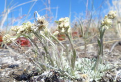 Antennaria rosea confinis