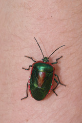 Catacanthini