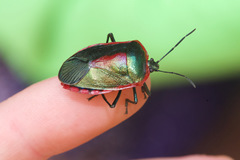 Catacanthini
