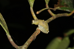 Scinax iquitorum
