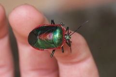 Catacanthini
