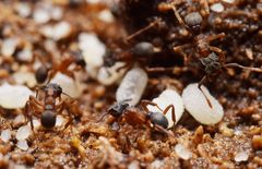 Cyphomyrmex