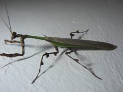 Vates pectinata