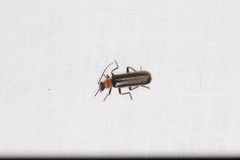 Podabrus quadratus