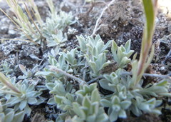 Antennaria rosea confinis