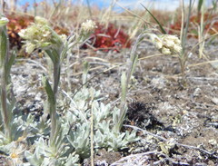 Antennaria rosea confinis