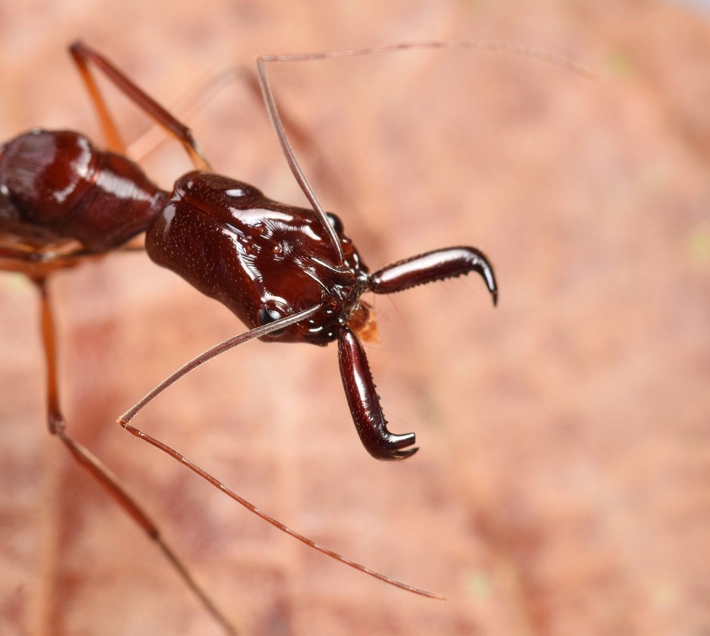 Odontomachus mormo