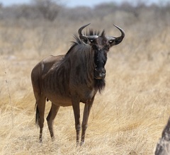 Connochaetes taurinus