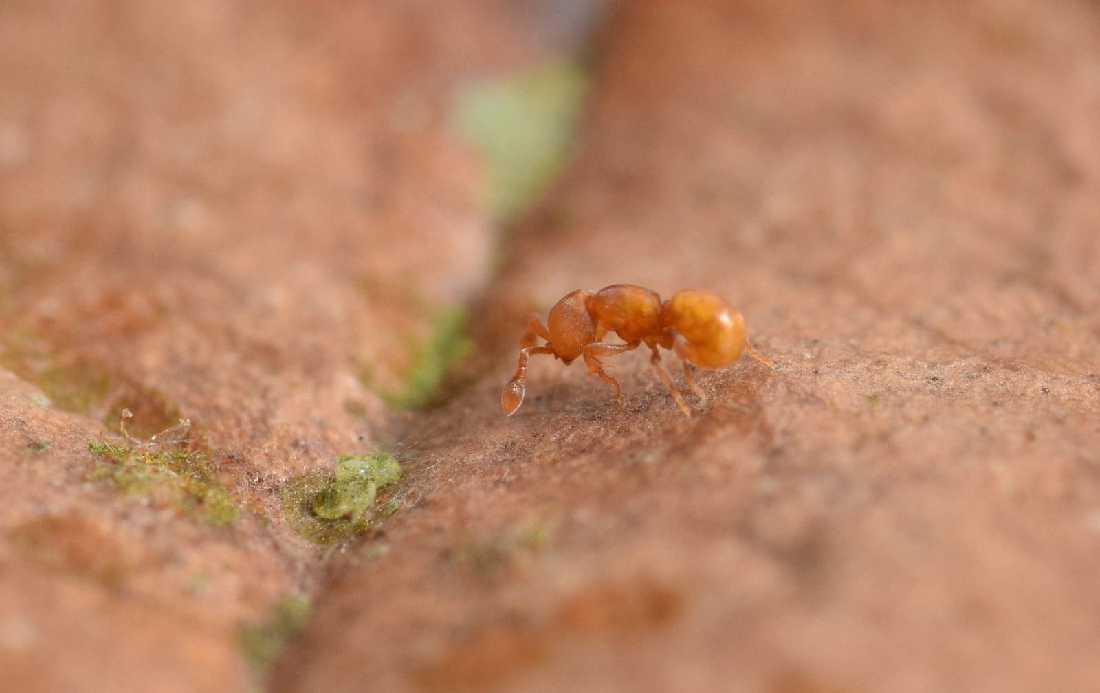 Discothyrea