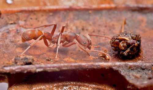 Platythyrea prizoPlatythyrea prizo