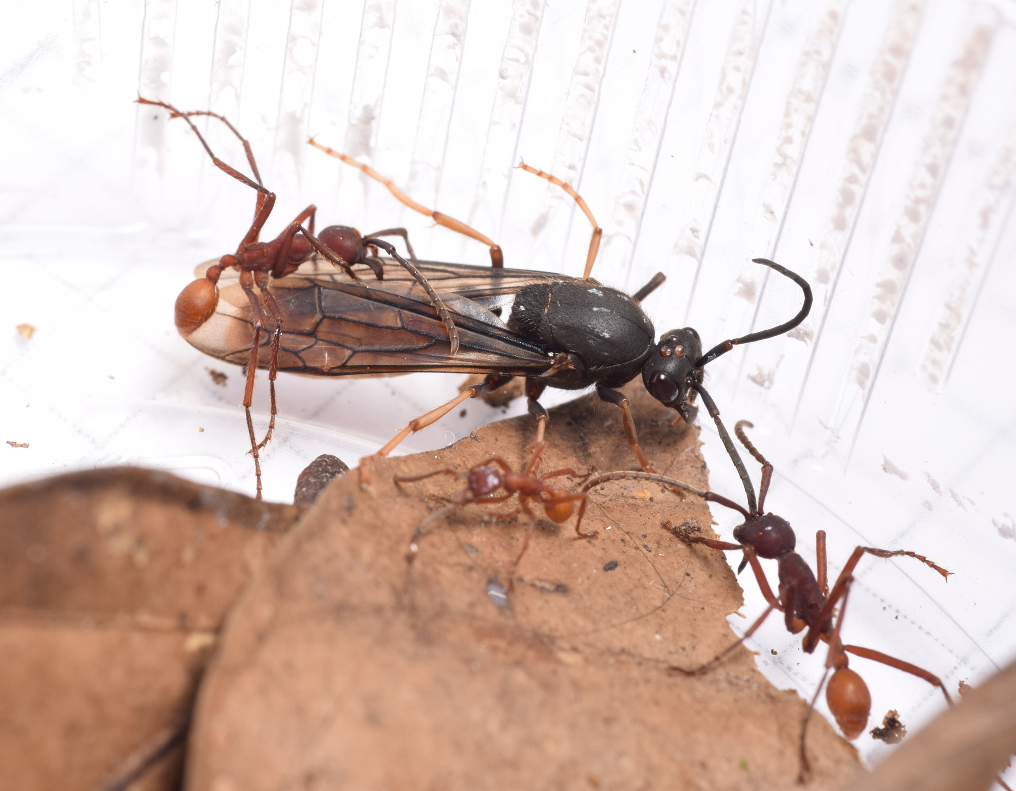 Eciton vagans