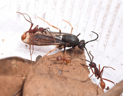 Eciton vagans