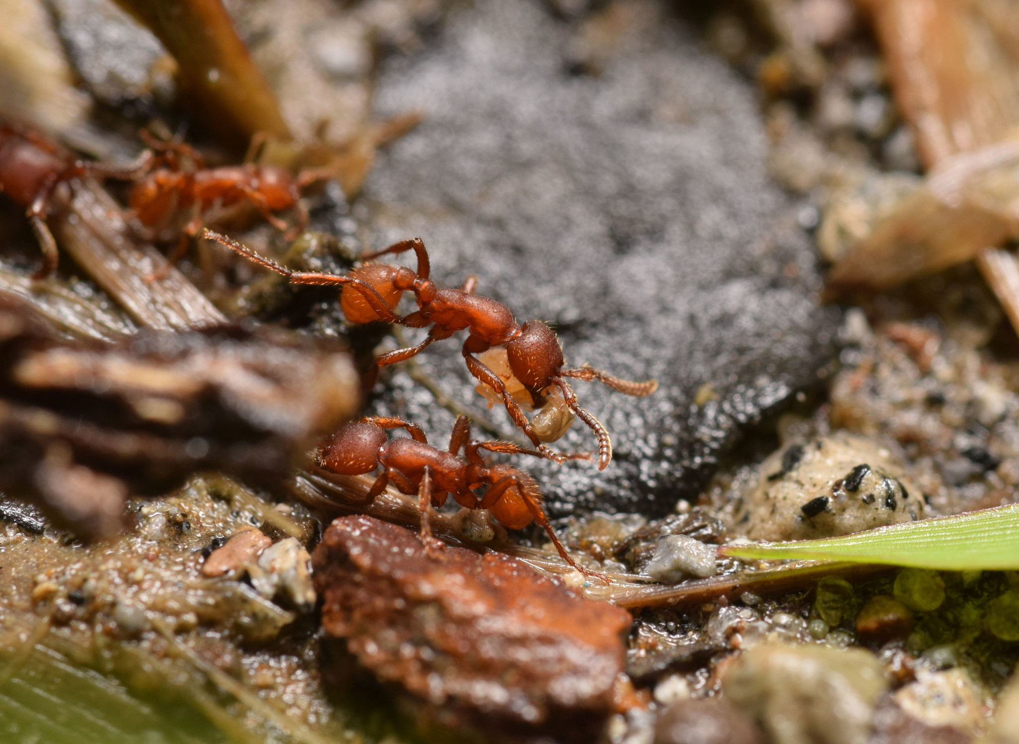 Nomamyrmex hartigii