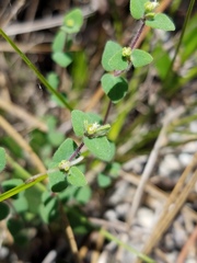 Euphorbia deltoidea subsp. pinetorum image